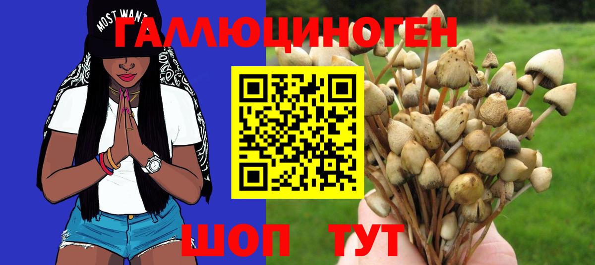 Галлюциногенные грибы Psilocybine cubensis Заводоуковск